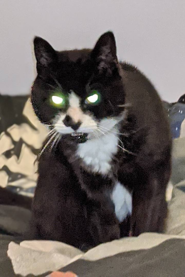 Kevin, a black and white tuxedo cat, glaring at the camera with glowing eyes.