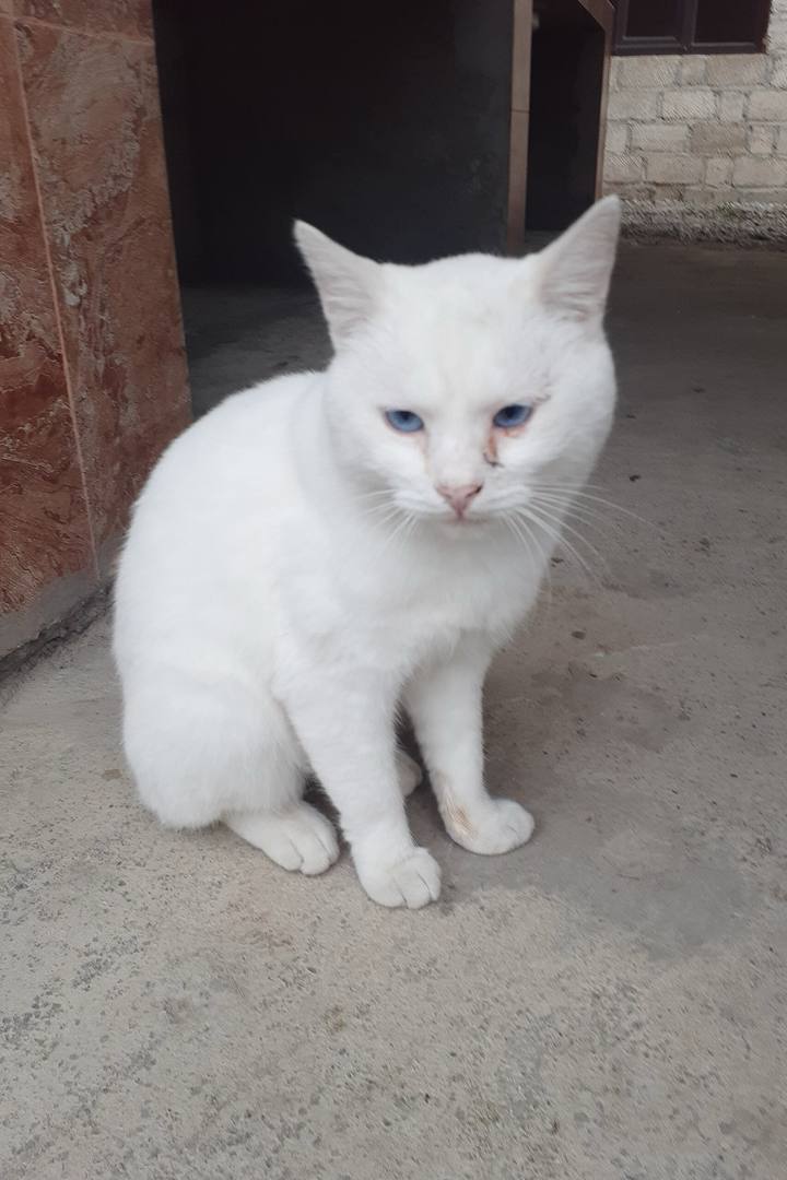 A white shorthair cat with pale blue eyes sitting on a concrete floor.