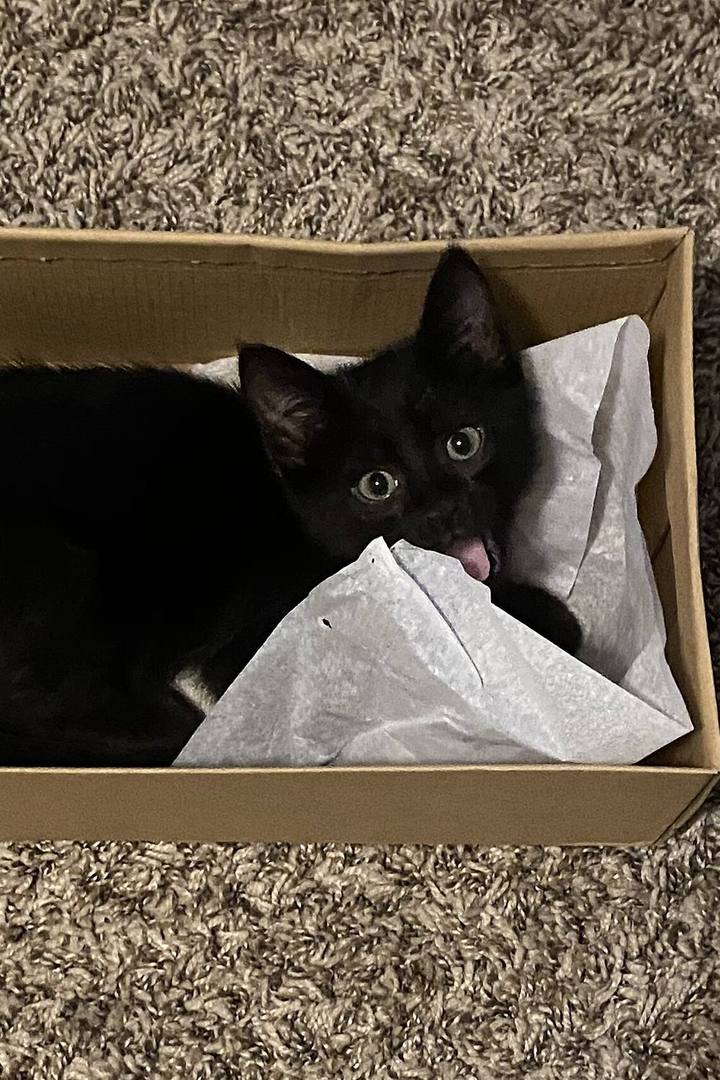 A black kitten peeking out of a cardboard box lined with tissue paper.