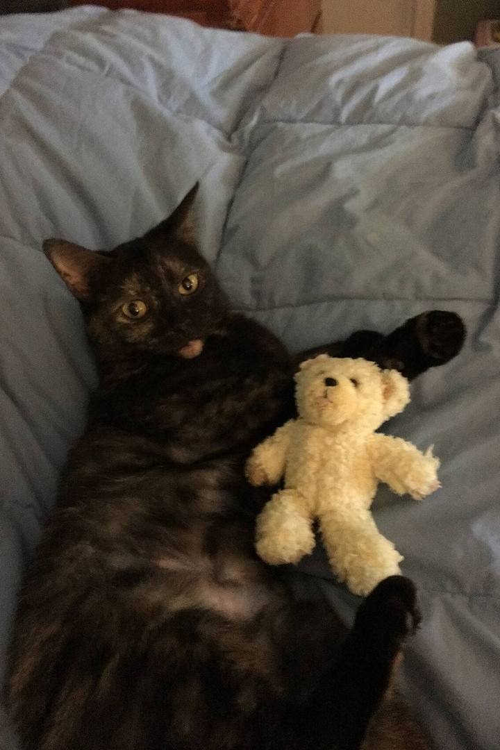 Olive, a tortoiseshell cat, lying in bed next to a small teddy bear.