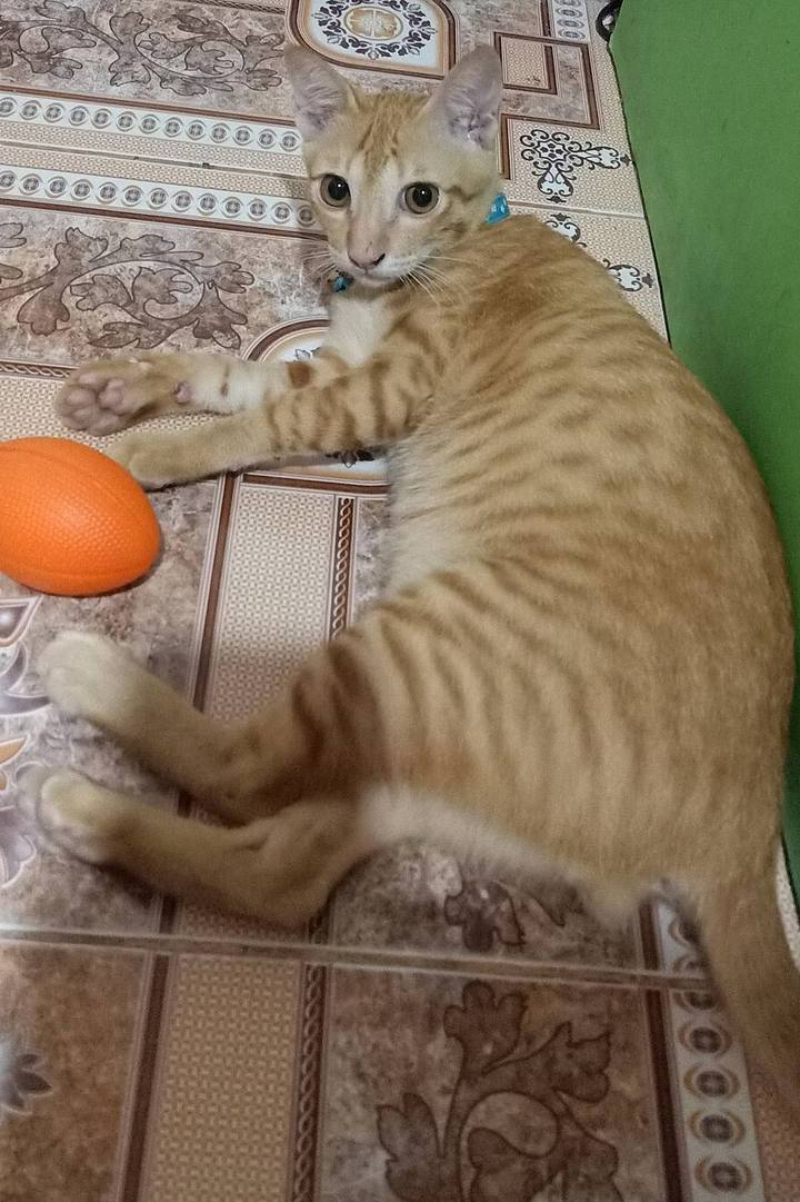 A ginger kitten lying on a patterned rug next to an orange rubber ball.