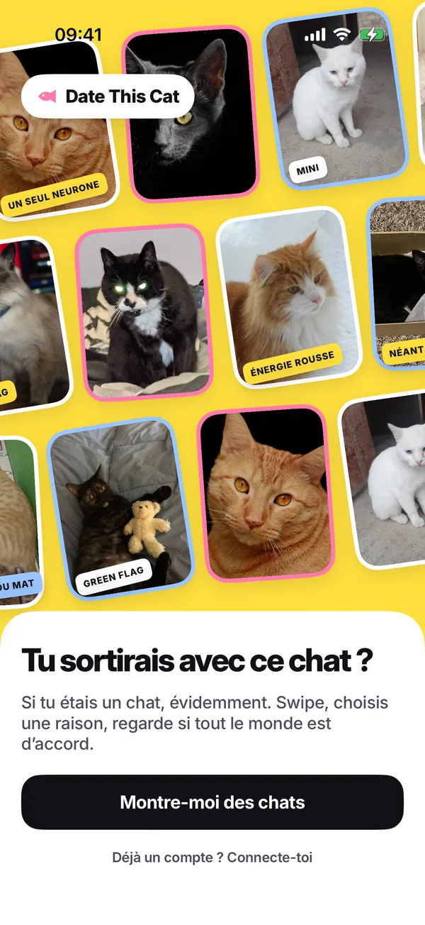 Le premier écran de l’appli : un mur jaune de photos de chats penchées avec des stickers, au-dessus de « Tu sortirais avec ce chat ? » et d’un bouton « Montre-moi des chats ».